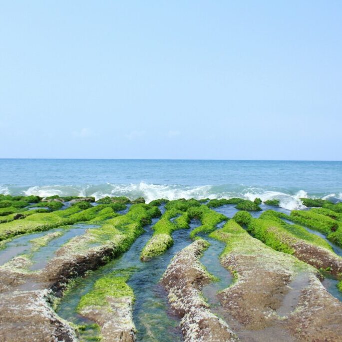 A field of algae